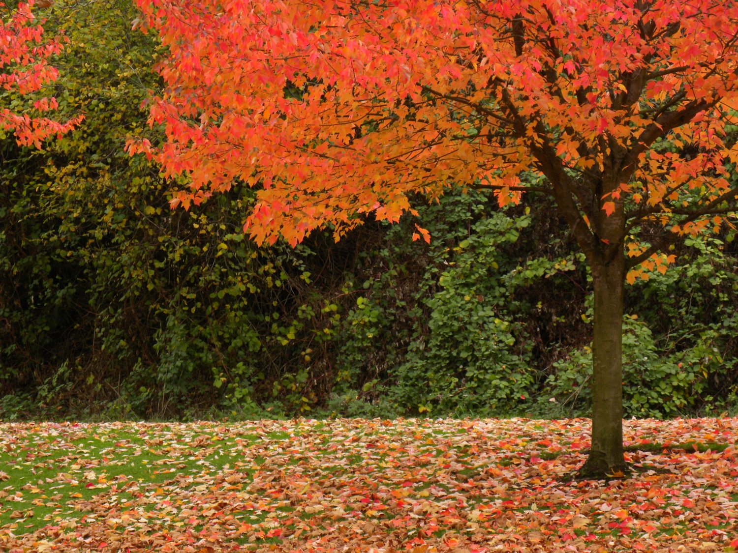 fall foliage photo