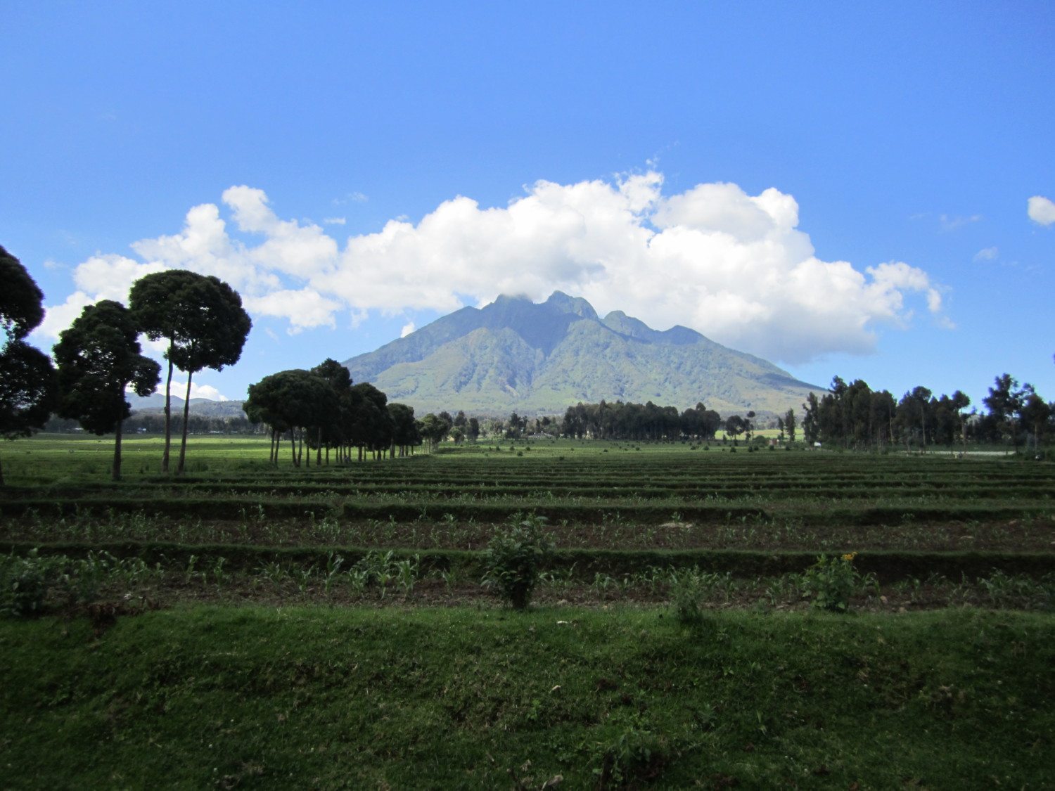 Volcanoes National Park Rwanda photo