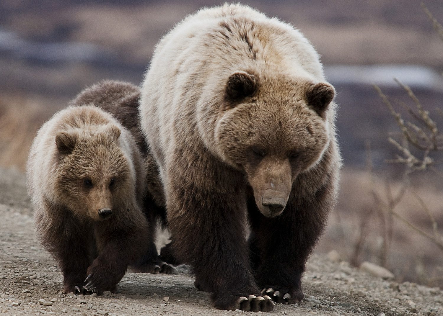grizzly bear cubs photo
