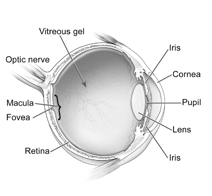 eye retina cornea photo