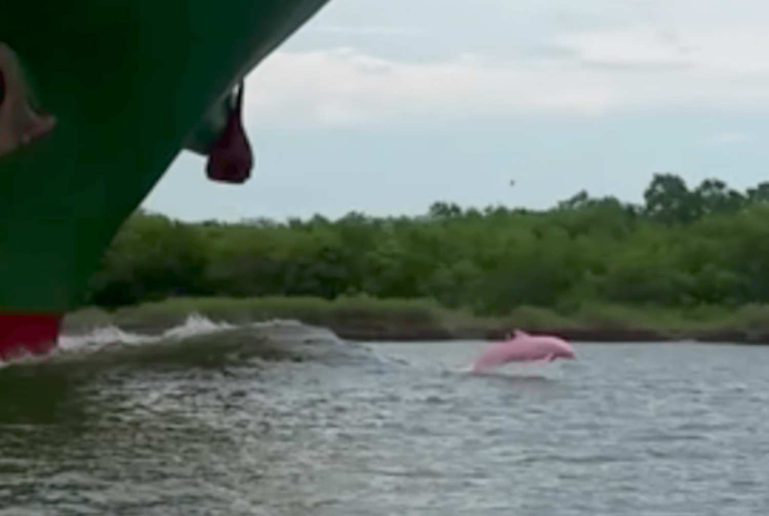 A rare pink dolphin was spotted in Louisiana