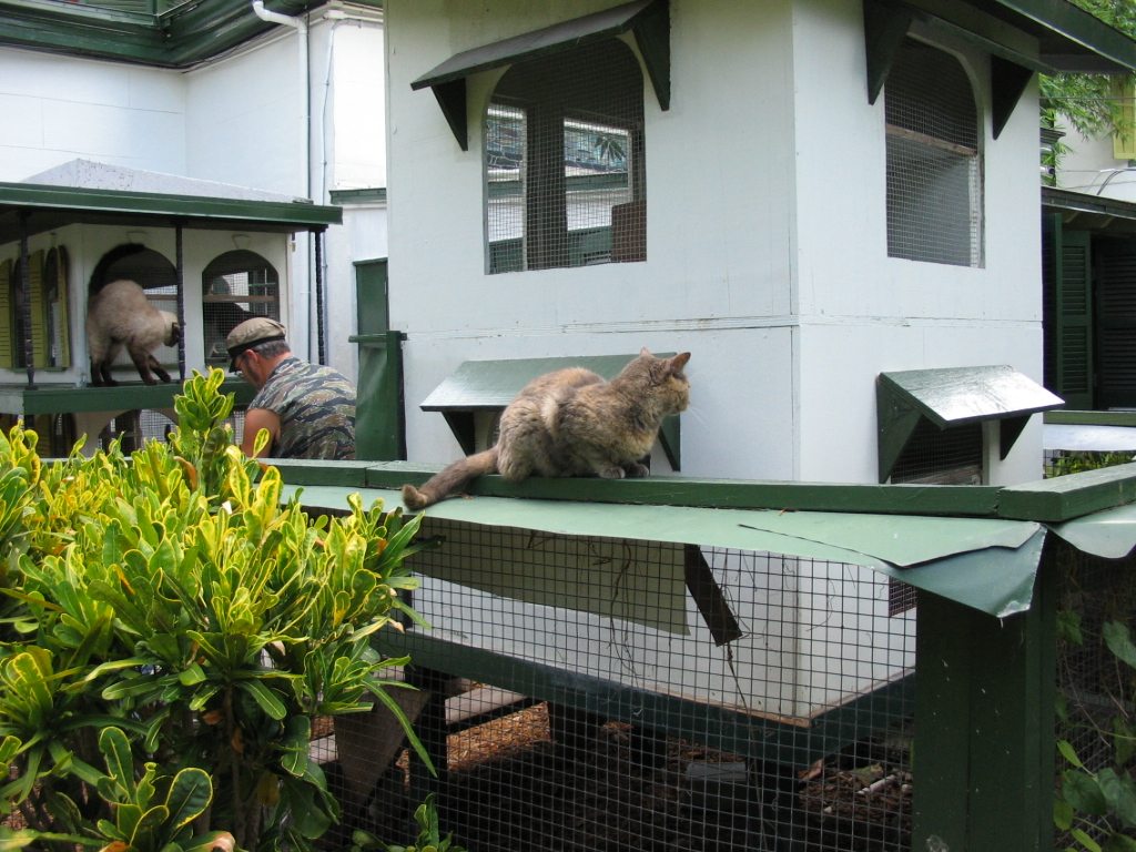 hemingway house cat photo