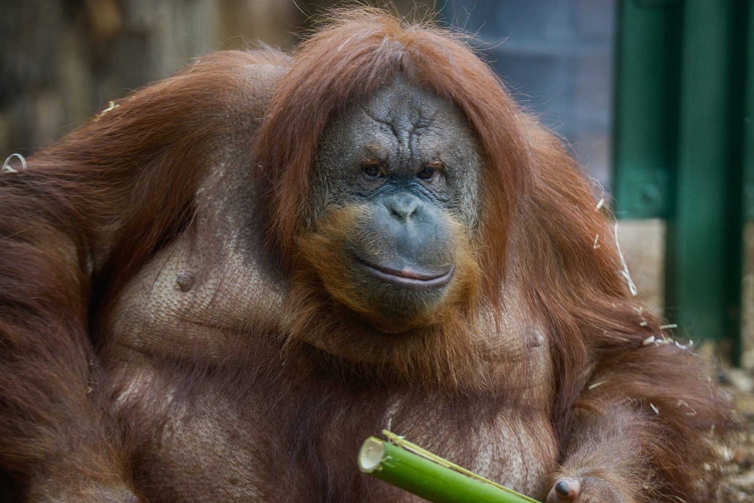 Rome Bioparco Opens A New Area For Orangutans