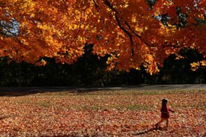 Brooklyn's Prospect Park Awash In Fall Foliage