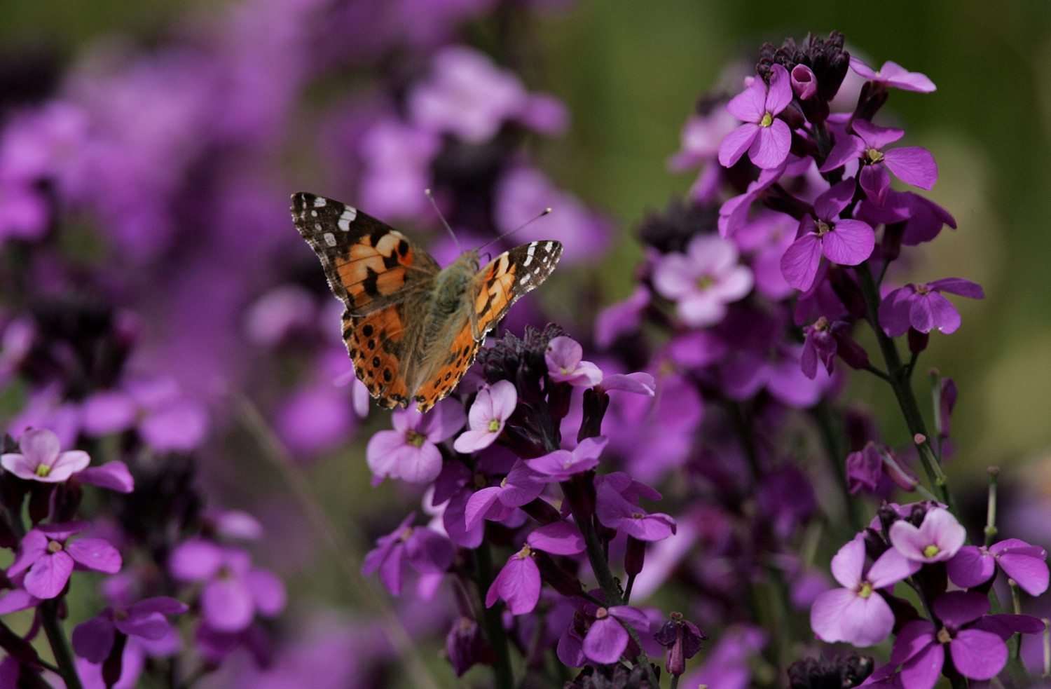 Record Number OF Butterflies Migrate To Californias Bay Area