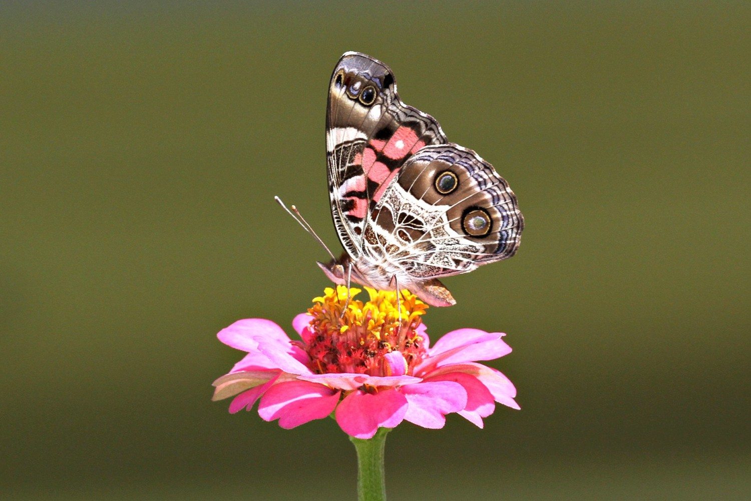painted lady butterfly photo