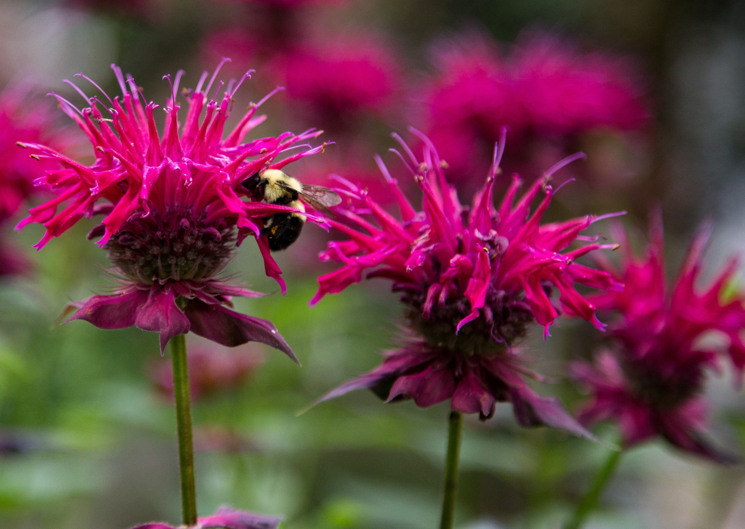 Bee in Bee Balm flower in pink bloom