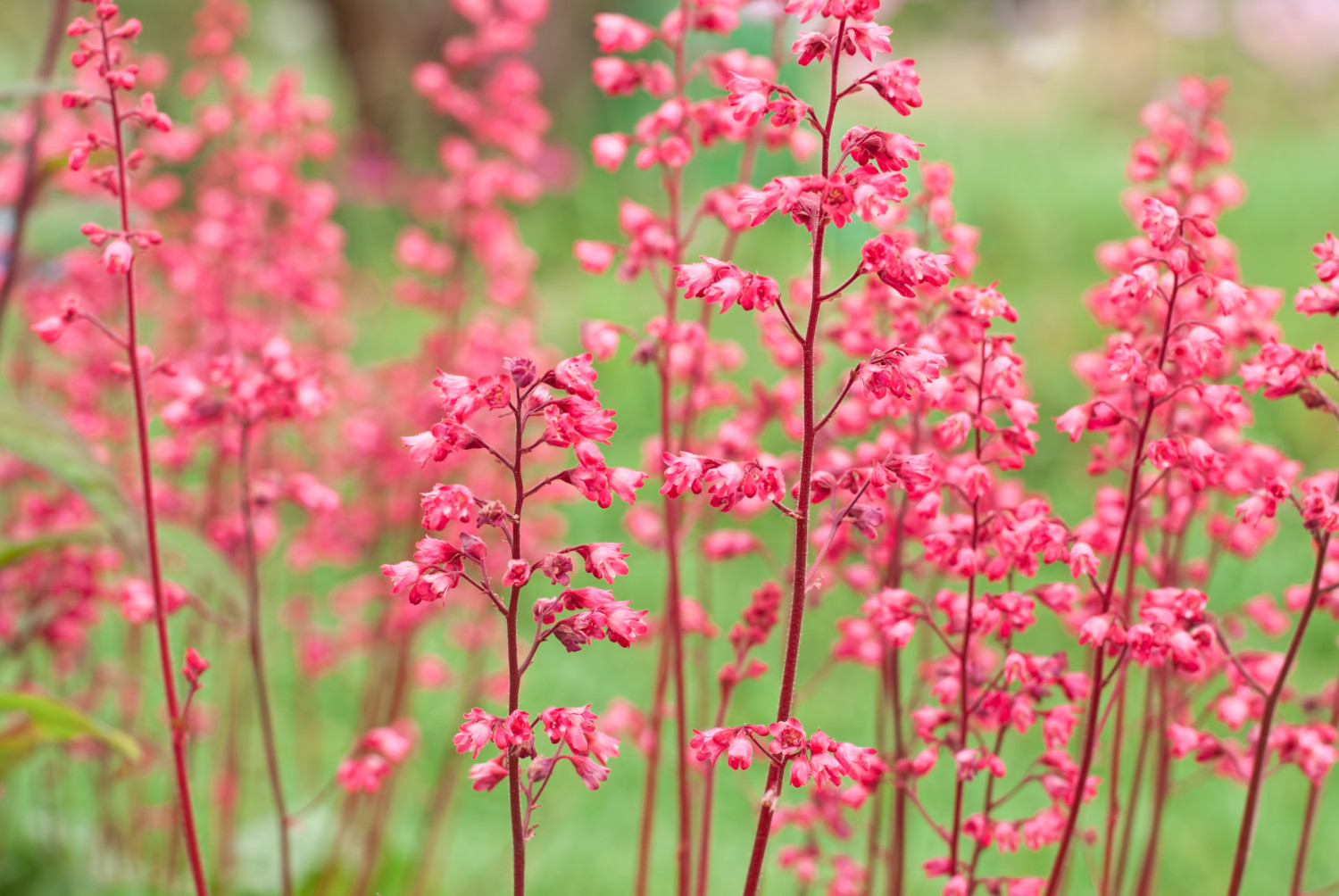 Heuchera (alumroot or coral bells) perennial plants in red bloom