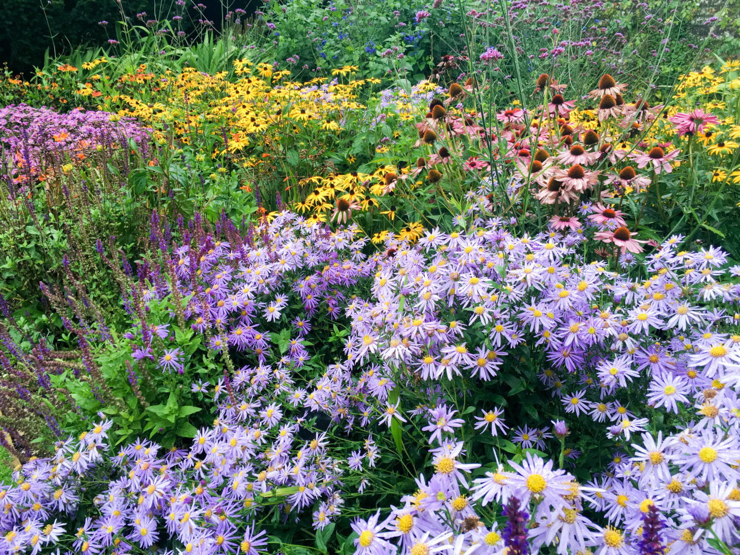 Mixed perennial border flowers in bloom