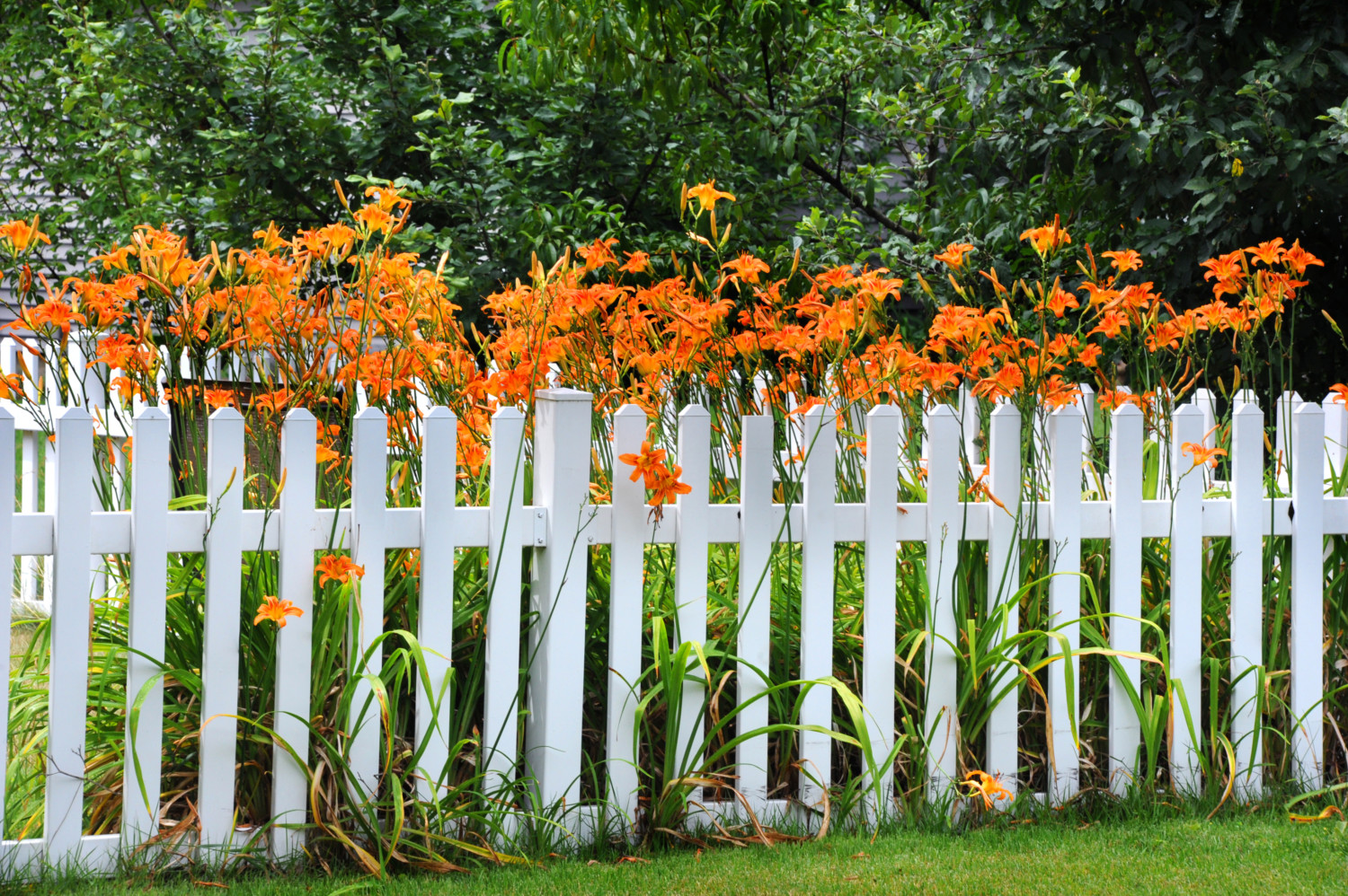 Orange day lilies overgrow a garden fence