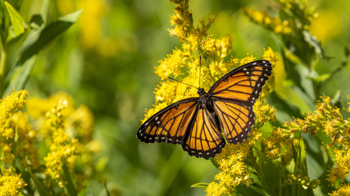 Monarch butterfly on a goldenrod flower in bloom.