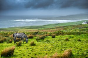 The dark horse, Liscannor, Ireland