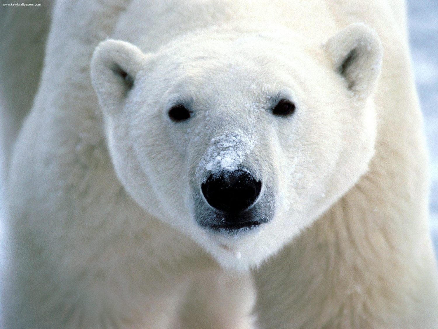 Snow on Snout, Polar Bear