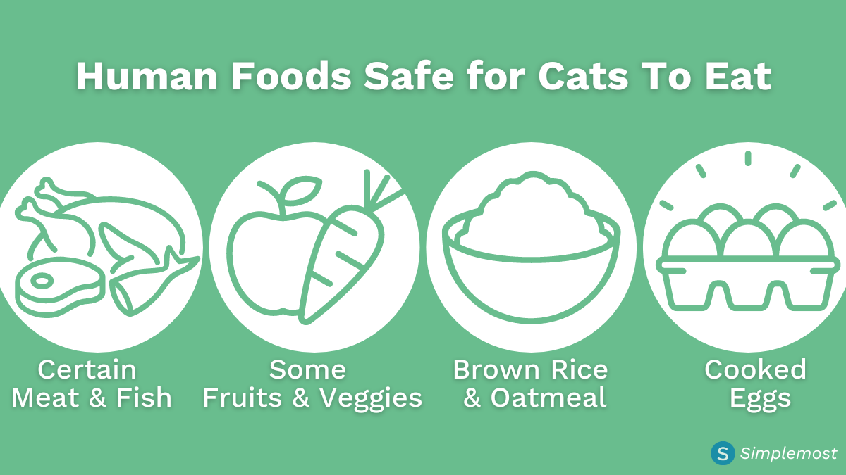 Infographic showing foods safe for cats