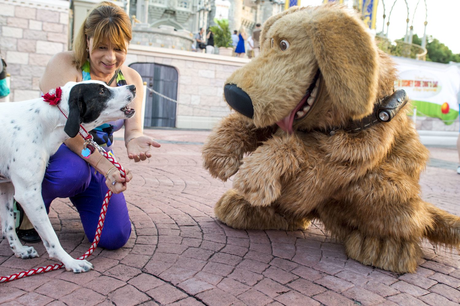 101 Dogs Visit Walt Disney World For Animal Planet TV Special