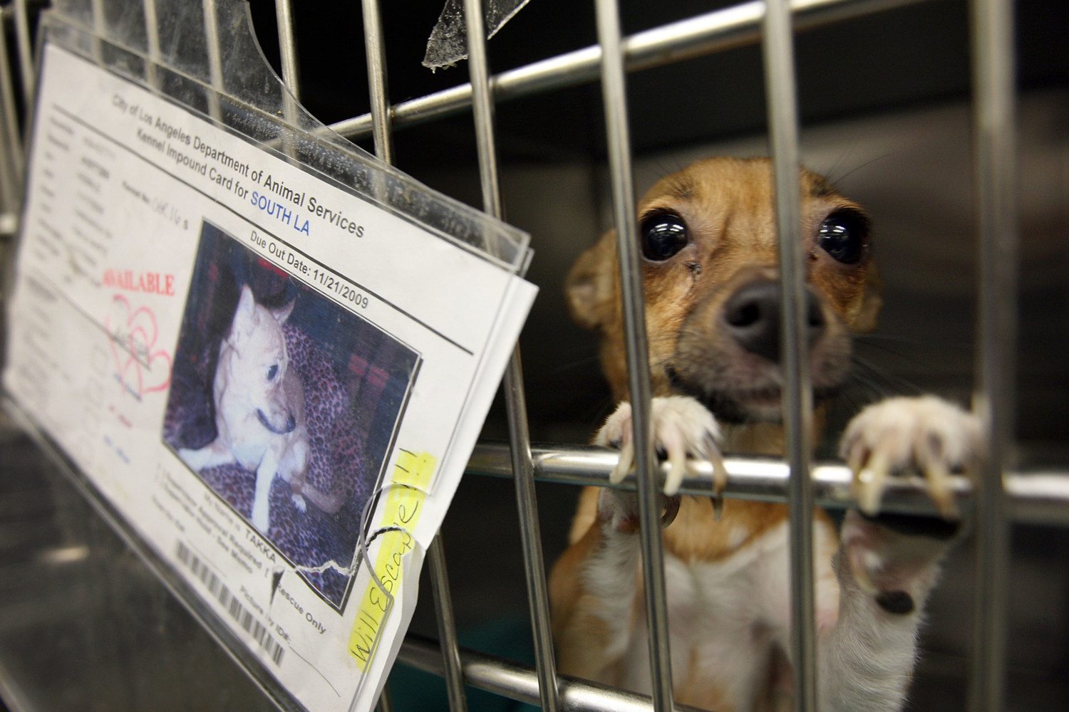 Chihuahuas Overwhelm California Animal Shelters