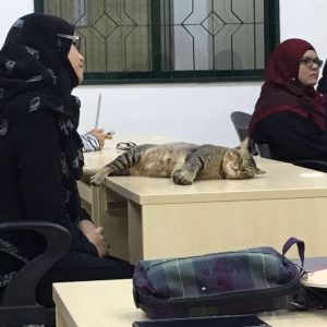 cat naps in class