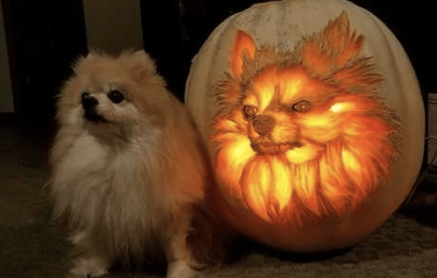 dog-o'-lantern