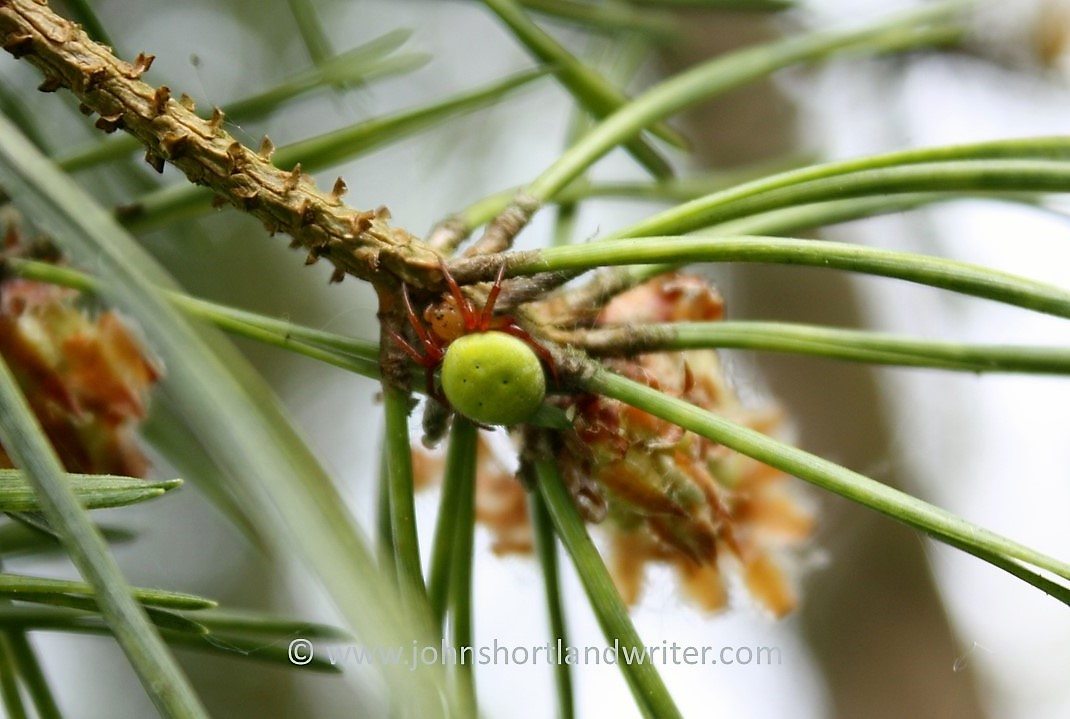 pine tree spider photo