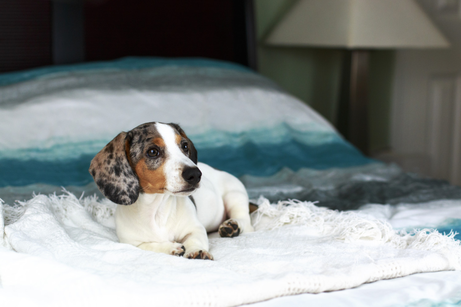 cute white piebald dachshund puppy dog laying relaxed on the bed