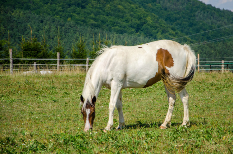 Piebald horse grazing