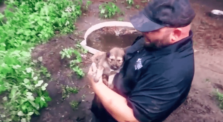 puppy rescue Michigan Humane Society