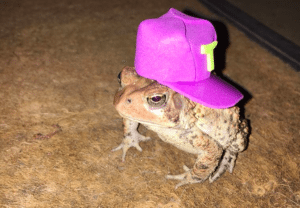 toad hat