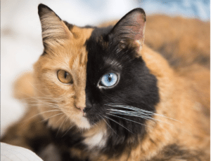 Quimera two-faced cat