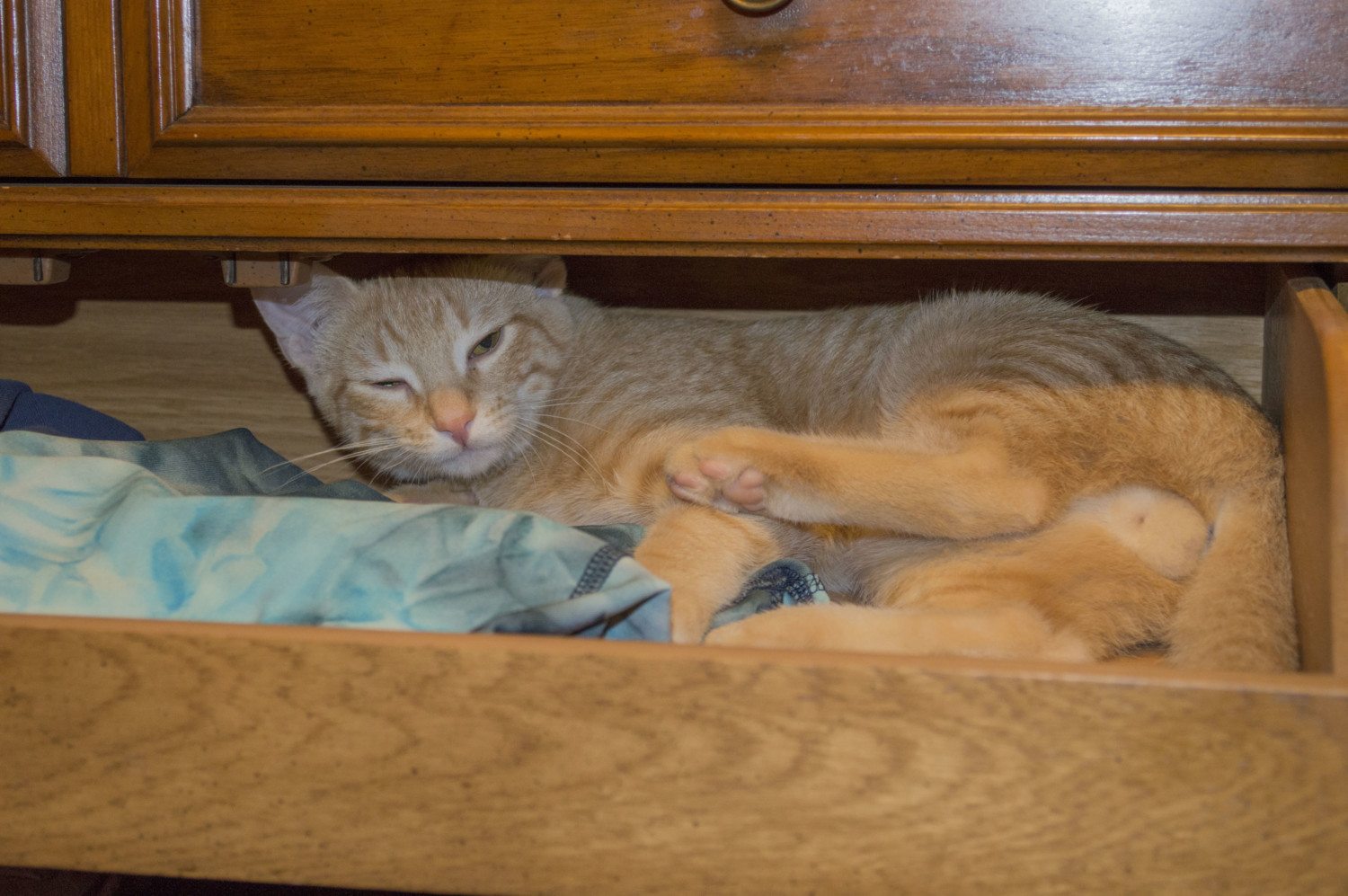 cat in drawer photo