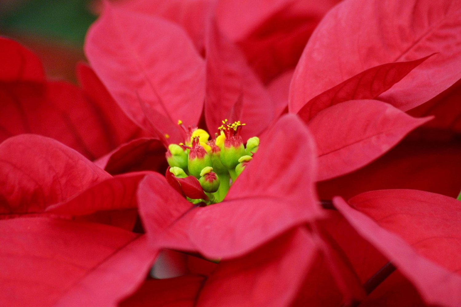 Poinsettias Make For A Colorful Holiday