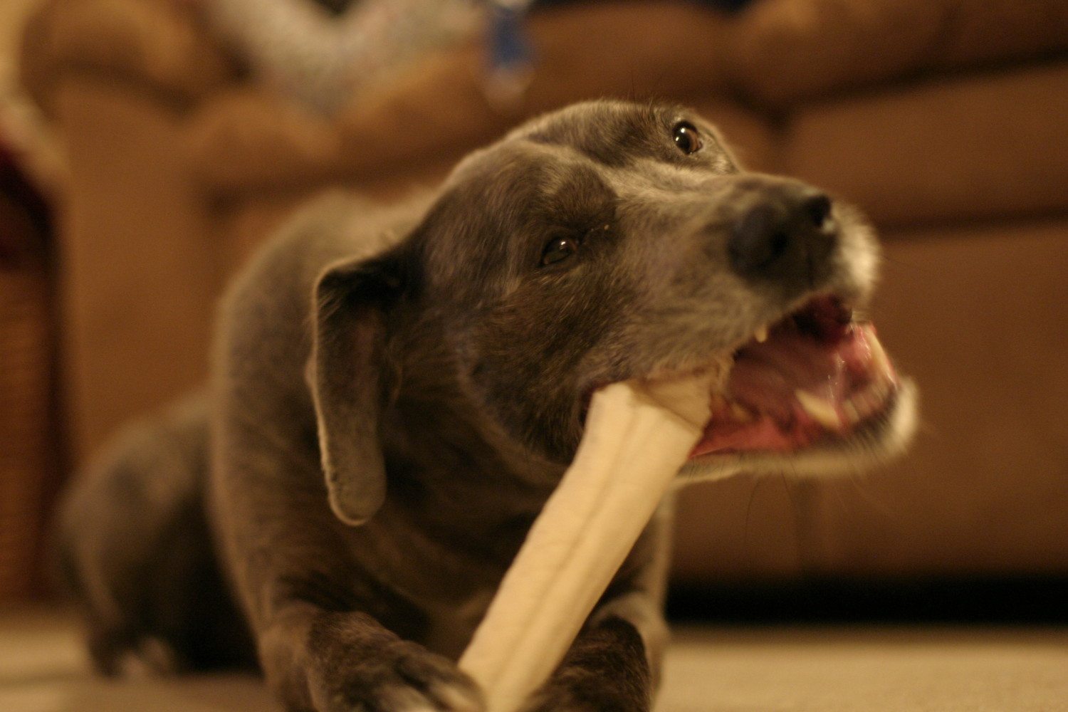 dog with bone photo