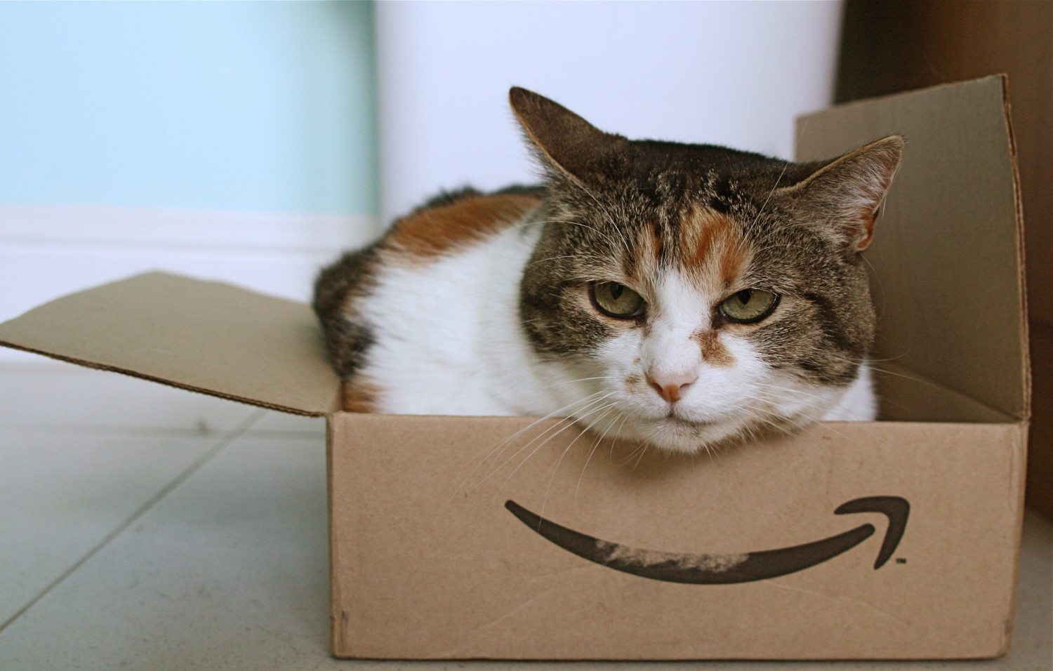 cat in box photo