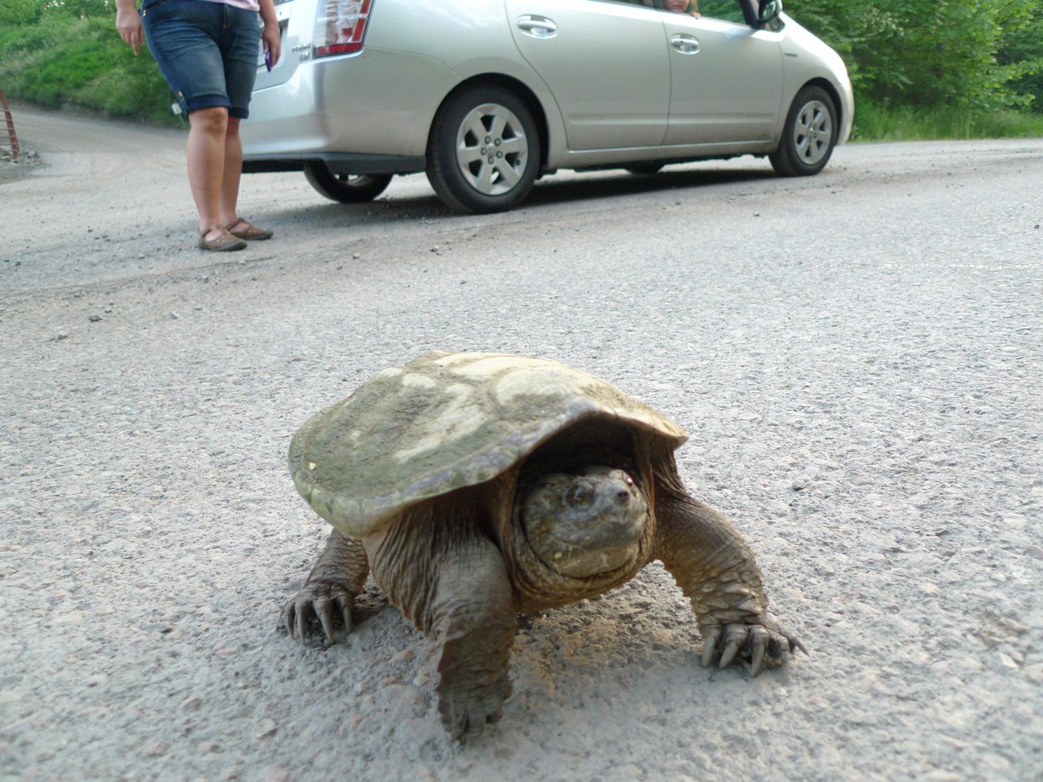 snapping turtle photo