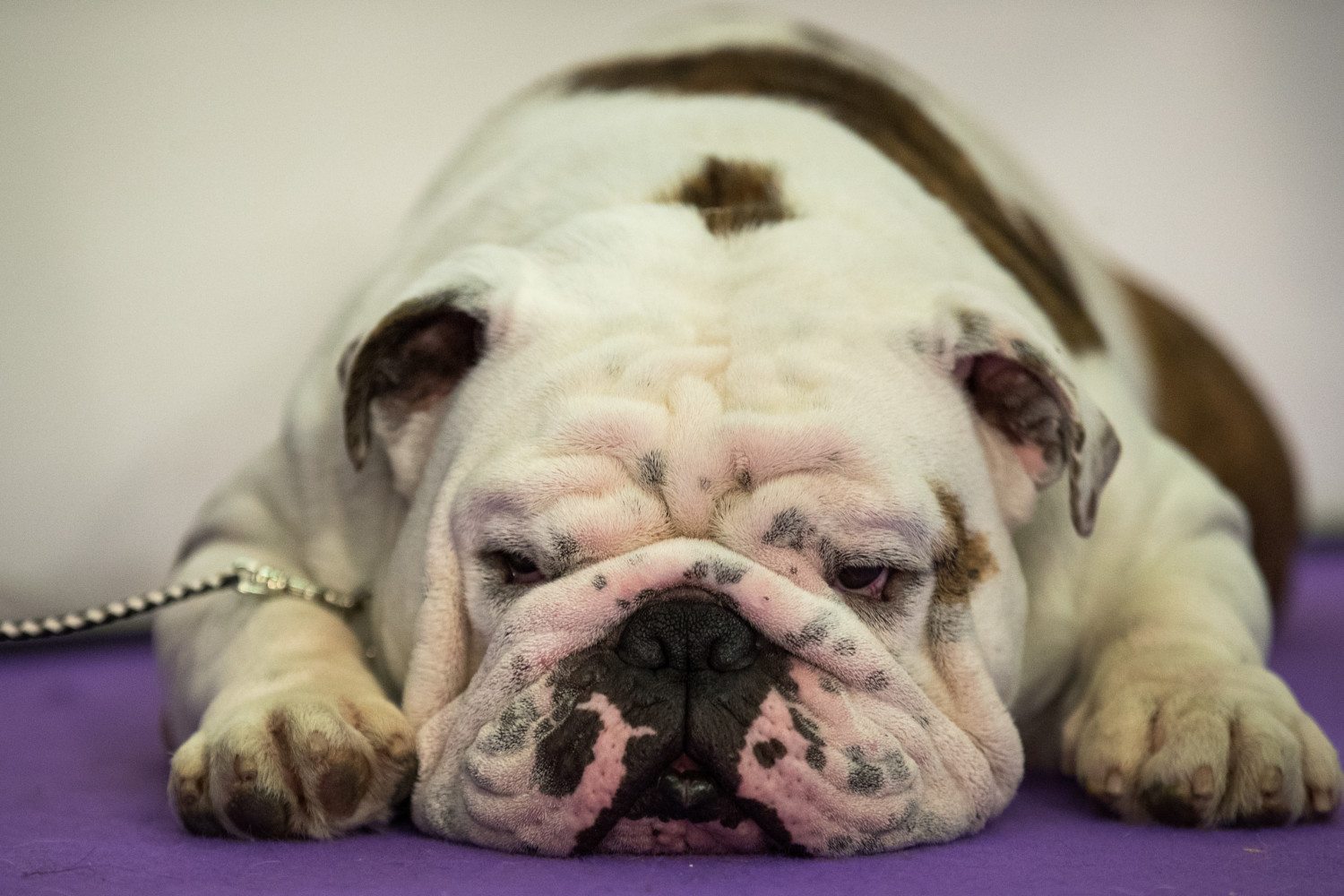 Canine Champions Compete In The Westminster Dog Show