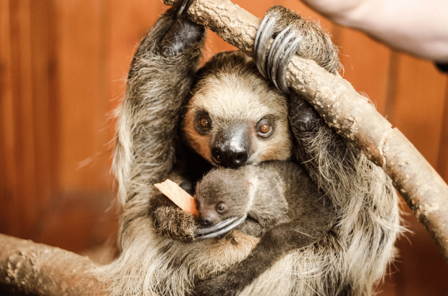 Surprise Baby Sloth Born At Texas Zoo - Simplemost1500 x 992
