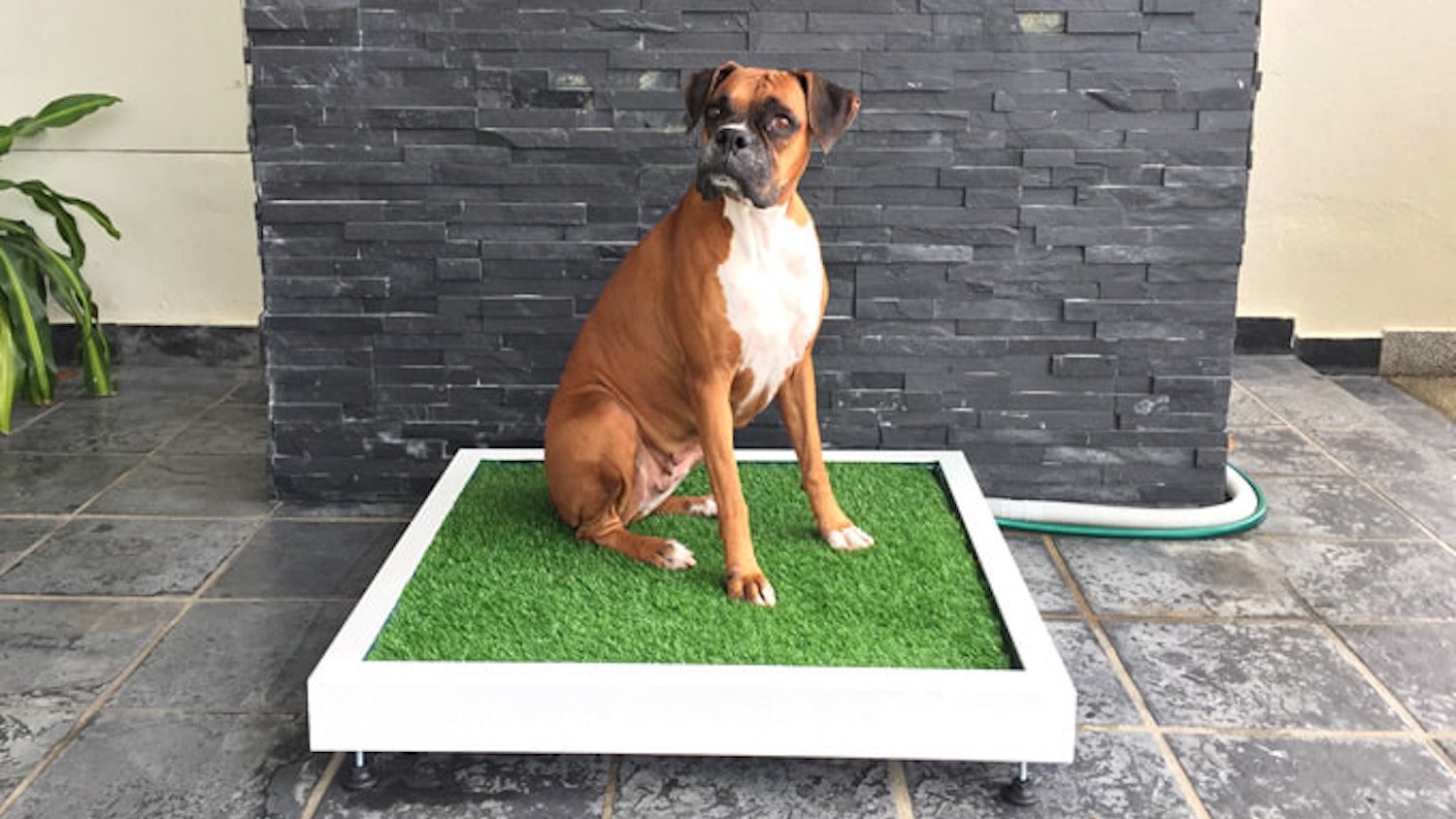 grass patch for dogs in apartments