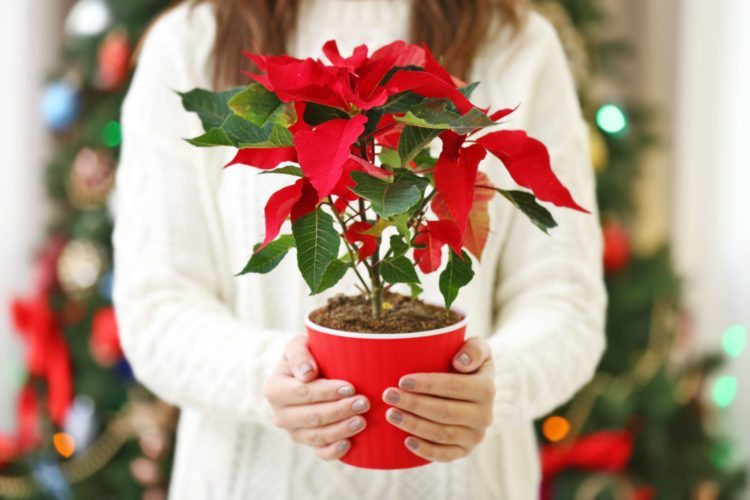 Woman holds pot with poinsettia