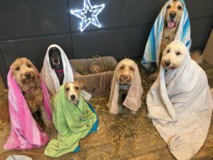 dog groomer's nativity scene