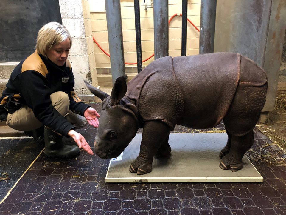 baby rhino Toronto Zoo