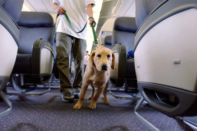 dogs on planes delta