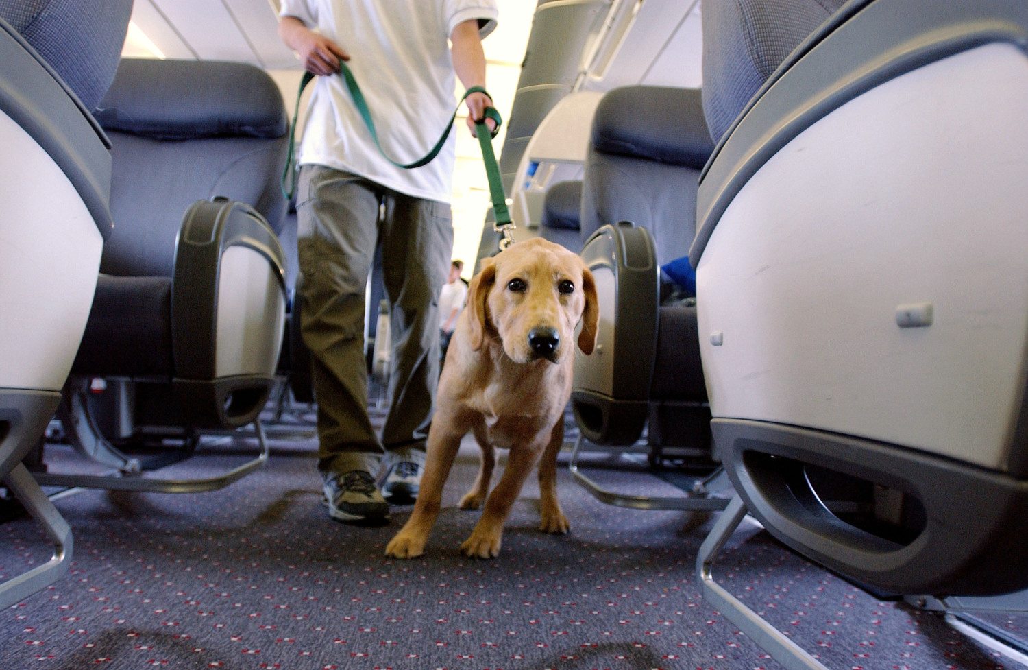 Student Guide Dogs Take Tour Of Newark Liberty Airport