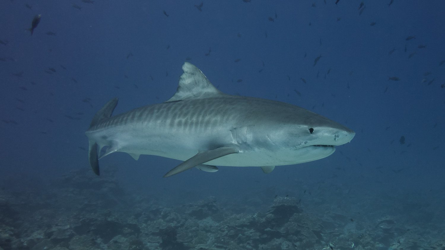 tiger shark photo