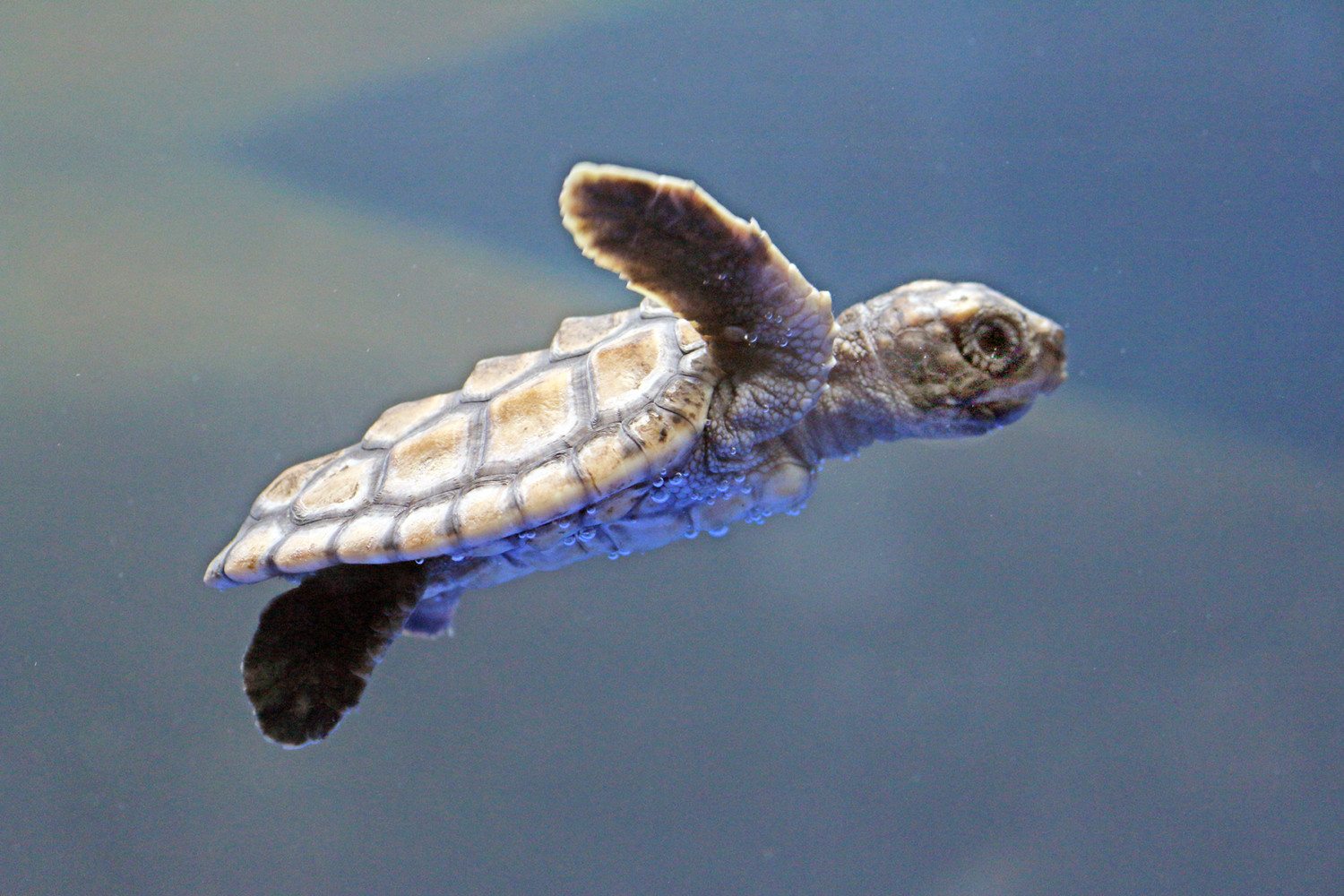 Aquar.baby sea turtle.swim