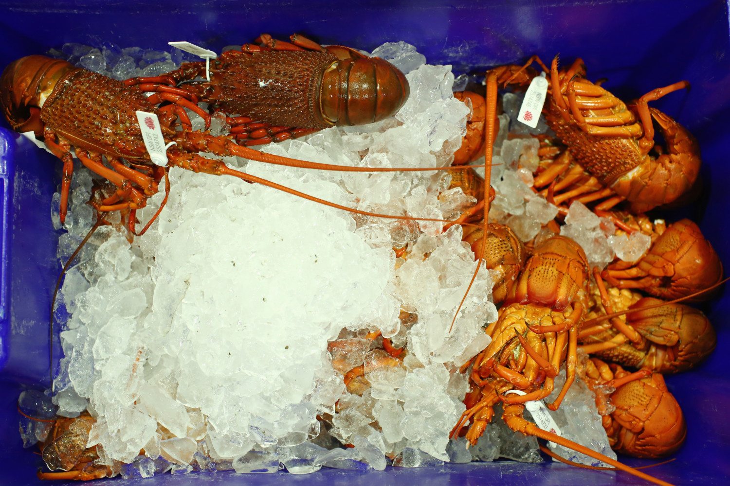 lobster ice photo
