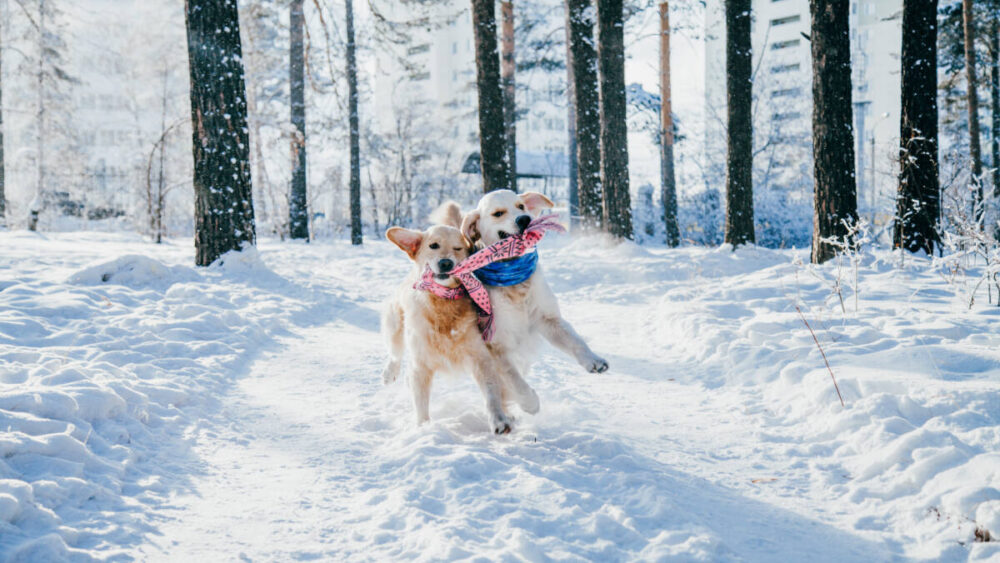 two dogs in snow playing with pink toy