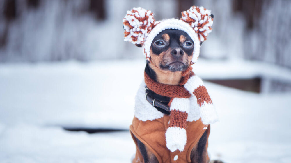 Chihuahua dog outside in the snow wearing hat, coat and scarf