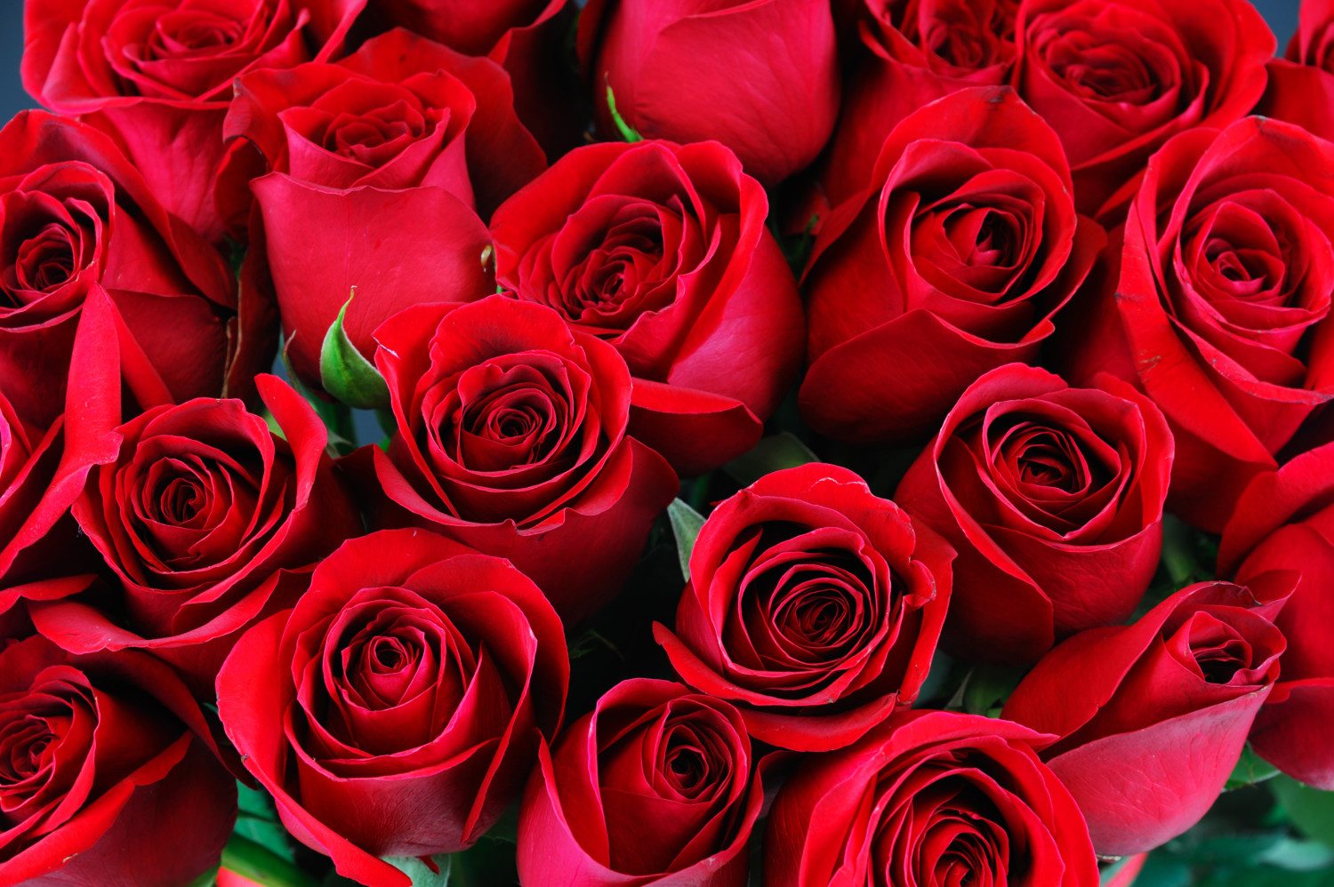 How Red Roses Became The Flowers Of Love - Simplemost