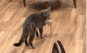 cat brings rat inside house
