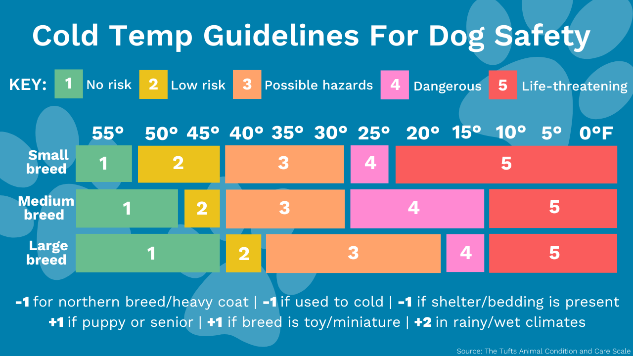 infographic showing cold temp guidelines for dog safety