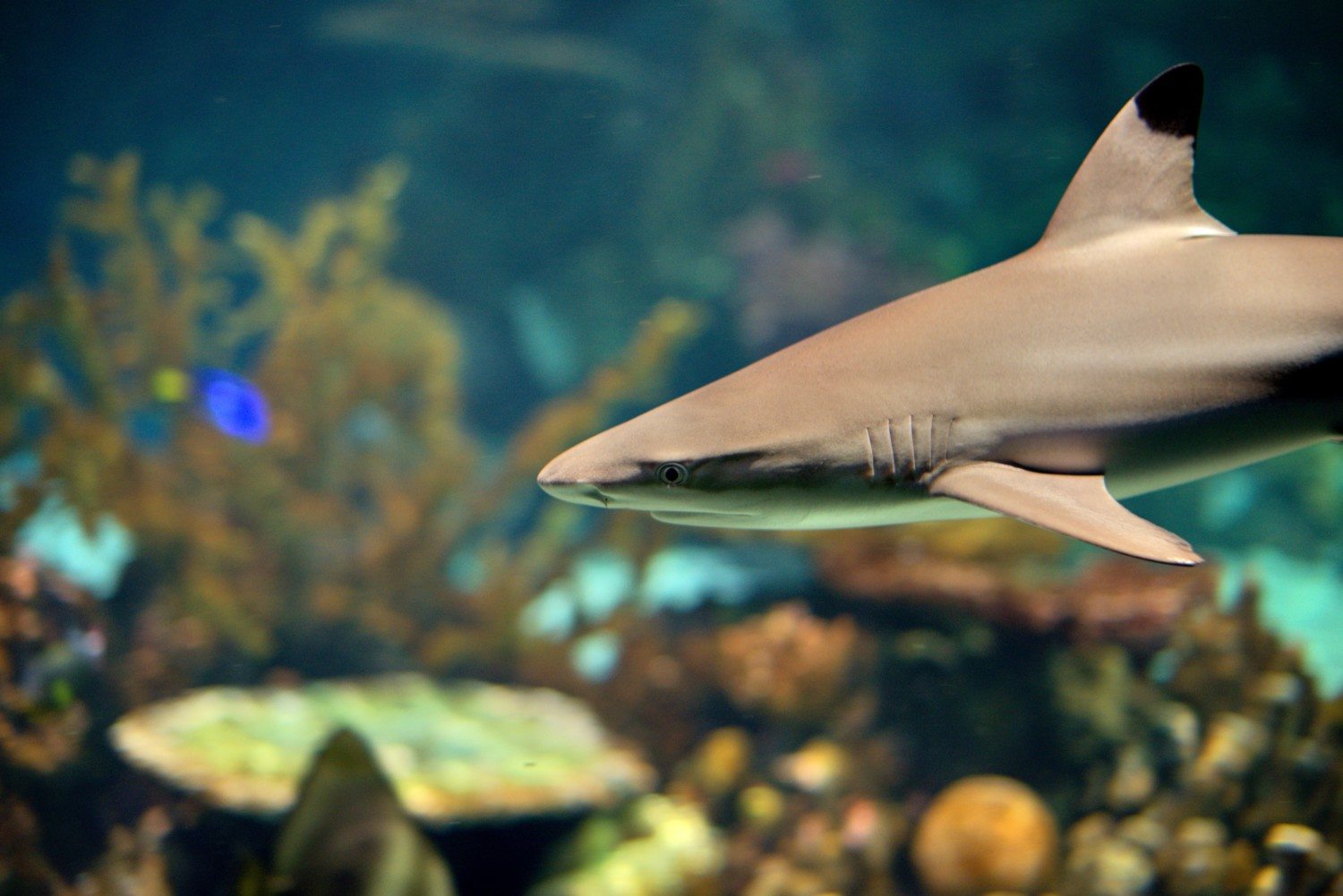 Blacktip Reef Shark @ Baltimore Aquarium